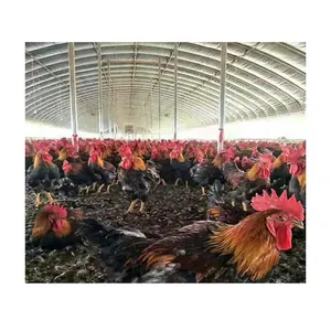 Barato nuevo diseño de pollos de engorde pollo casa aves de corral prefabricadas modernas de efecto invernadero cobertizo grande de pollo coop granja para venta