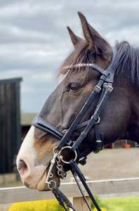 Brida de cuero con banda de nariz patentada y pieza de cabeza de forma anatómica - Product Image 5