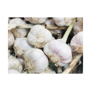Natural Fresh Garlic from Viet Nam - Export Standard