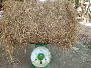 100% paille de riz naturelle paille de blé bon prix meilleure qualité matériel d'alimentation pour animaux du Vietnam en gros - Product Image 3