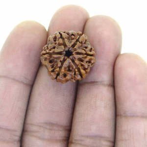 Perles de Rudraksha Népalais 6 Mukhi Authentiques, Marron, 10mm, en Pierre, sur Fil, pour Bijoux - Product Image 4