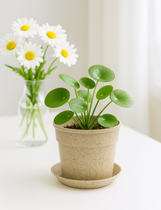 Macetas Ecológicas Pioneera de Varios Tamaños con Orificio de Drenaje para Uso en Interiores y Exteriores, Mini Maceta de 10 cm de Diámetro - Product Image 6