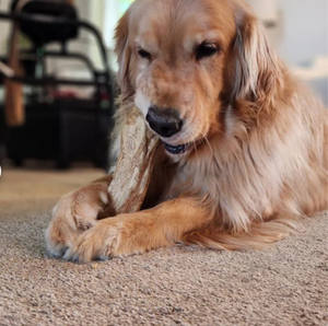 Bâton à mâcher écologique pour chien à bon prix Jouet à mâcher en bois de café en bois naturel sans danger pour les chiens au Vietnam - Product Image 5