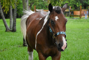 Professionnel de haute qualité en plein air équestre en cuir cheval bride personnalisation accepté en cuir cheval licou - Product Image 5