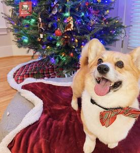 Célébrations colorées Le rôle de la couleur dans les décorations de Noël - Product Image 3