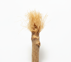 TrueBalance Miswak, palillo de dientes de hierbas orgánicas, cuidado de las encías blanqueador ecológico, cepillo de dientes de madera, higiene bucal Natural alternativa - Product Image 3