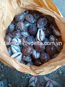 Natural <b>Hermit</b> <b>Crab</b> <b>Shells</b>-The Ideal Choice for Aquarium Decoration and Handicrafts/ Lima - Product Image 6