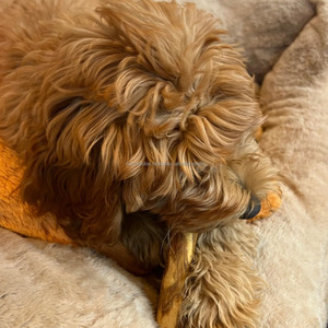 Bâton à mâcher en bois de café naturel pour chiens, fabriqué par un fabricant vietnamien, jouet à mâcher en bois durable pour le nettoyage des dents et l'usage quotidien - Product Image 4