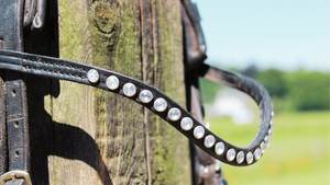 Fabricante de lujo de calidad Crystal Brow Band para caballos Premium Horse Products - Product Image 3