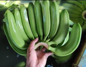 Plátano Cavendish Verde Fresco de Calidad Orgánica Premium, 0.3 kg, en Venta - Product Image 3