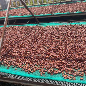 Vente en gros de fèves de cacao en vrac pour la fabrication de chocolat biologique et d'autres produits à base de cacao - Product Image 2