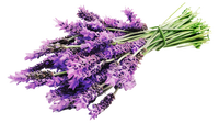 Meilleures ventes d'huile essentielle de lavande pure de haute qualité pour une utilisation en aromathérapie