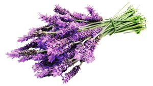 Meilleures ventes d'huile essentielle de lavande pure de haute qualité pour une utilisation en aromathérapie - Product Image 4