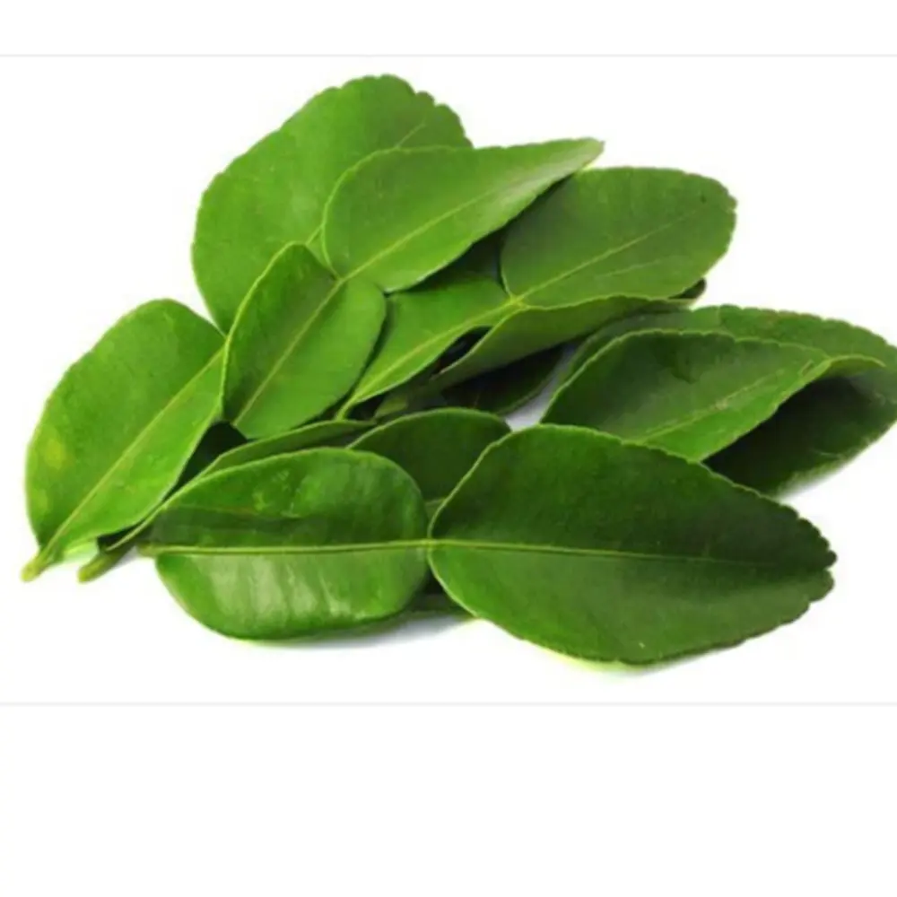 Top selling Freezing lime leaf in bulk standard importing