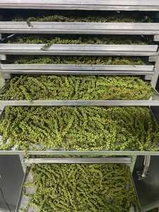 Solución de Pimiento Verde Liofilizado de Marca Privada para Minoristas y Distribuidores - Product Image 2