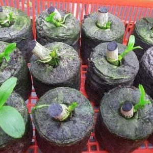 Premium Coconut <b>Coir</b> Bricks \ High Water Retention, Low EC | Agriculture & Gardening - Product Image 3