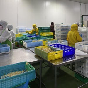 Frozen Durian King of Fruits LQF Flash-Frozen entero Monthong para conservar el sabor auténtico Aroma textura cremosa Khey Taladthai - Product Image 2