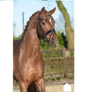 Brida de cuero de caballo de alta calidad superior, precio al por mayor, brida de cuero de filete de caballo, elección profesional, caballo de alta calidad - Product Image 1