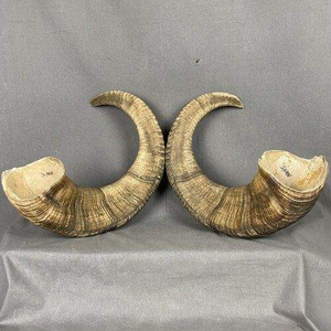 Shofar de Cuerno de Carnero Pulido de Primera Calidad, Natural para Tocar, Shofar Kosher de Primera Calidad, Instrumento Musical Tradicional Kudu, Religioso - Product Image 1