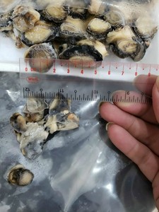 Việt Nam đông lạnh Moon Apple <span class=keywords><strong>SNAIL</strong></span> thịt giá tốt nhất nấu chín Apple <span class=keywords><strong>SNAIL</strong></span> cho nhà hàng - Product Image 2