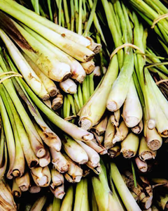 Tiges de citronnelle de qualité supérieure pour le marché international / Qualité naturelle pour l'exportation - Product Image 4