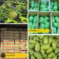 Hoge Kwaliteit Verse Vietnamese Zuurzak Voor Export En Groothandel