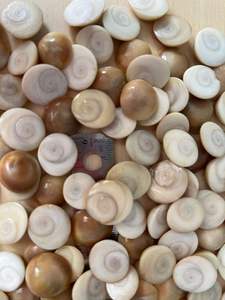 Artisanat naturel placage de coquille d'oeil de chat du Vietnam Technique polie élément décoratif de coquillage - Product Image 4