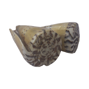 Conus Capitaneus SEASHELL Bijoux en coquillage poli, motif vert jaune, coquille Caspla taille 6-8cm - Product Image 3