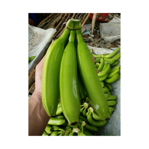 Plátano verde sin madurar fresco empaquetado a granel para exportación desde la granja, ideal para distribuidores, cocina, maduración o uso al por menor - Product Image 2