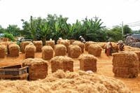 Meilleures ventes : Balles de fibre de coco brute pour l'agriculture, idéales pour l'exportation et les applications agricoles et de construction
