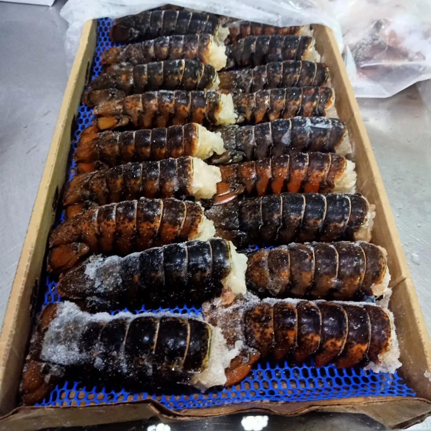 Frozen Black Lobster Tail zu verkaufen