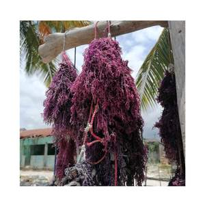 Wild Crafted 100% Vegan Bulk Purple Sea Moss (Crispus Moss Euchema Cottonii) Seamoss de Vietnam Producto de algas para exportación - Product Image 3