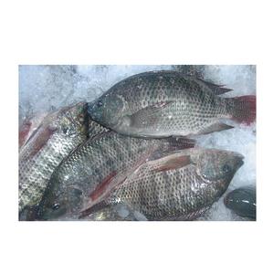 Mejor Precio al por Mayor de Pescado Tilapia Congelado, Proceso BQF, Envasado al Vacío para Compradores - Product Image 1