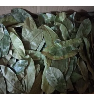 Hojas secas de Guanábana de alta calidad de Vietnam/Venta al por mayor y al por menor asequible/Sra. Jessi - Product Image 5