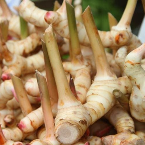 ข่าแช่แข็งสดเพื่อการส่งออกที่มีคุณภาพสูงในราคาที่แข่งขันได้ทำในเวียดนาม - Product Image 2