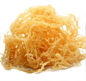 Musgo Marino Seco de Origen Vietnamita, Mariscos Secos Premium, Suministro al por Mayor - Product Image 2