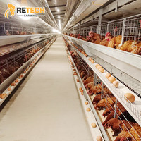 Système d'alimentation et d'abreuvement automatique de haute qualité, équipement moderne d'élevage de poules pondeuses au Nigeria