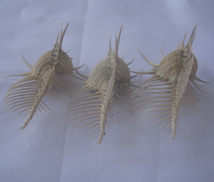 Murex Stick Shell Blanc Foncé Taille 12-16cm BIJOUX SEASHELL avec motif de fleur Indonésien Sorts Shell Inspiré par la nature - Product Image 2