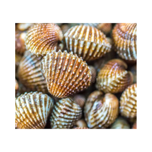 Elegante copa de vino de concha de Lapa, copa de concha Natural hecha a mano para bodas en la playa, fiestas y decoración del hogar - Product Image 5