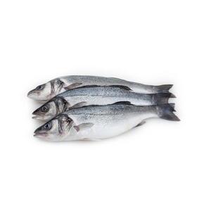 Top Selling Frozen/Fresh Barracuda Sea bass fish High Quality For Sales