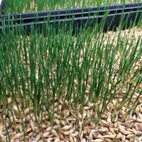 Contenedor Automatizado para Cultivo de Forraje para Ganado, Ovejas y Caballos, con Control Inteligente por IOT, Directo de Fábrica