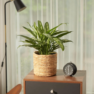 Recién llegado, cesta de jacinto de agua, maceta redonda hecha a mano para el hogar, oficina, escritorio y plantas de interior - Product Image 4