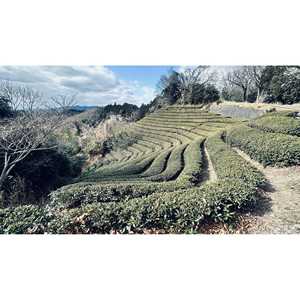 Matcha Orgánico Uji en Polvo 30g, Auténtico Japonés de Grado Ceremonial, Primera Cosecha, Molido en Piedra, en Lata/Bolsa, 30g 100g 1kg OEM - Product Image 2