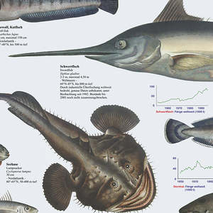 Mapa de Peces Marinos Europeos en Formato DIN A1, Hecho de Papel, en Alemán - Product Image 3