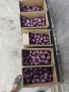 Fournisseur en gros de patates douces fraîches du Vietnam offrant une qualité stable et un prix compétitif sur le marché de l'exportation - Product Image 2