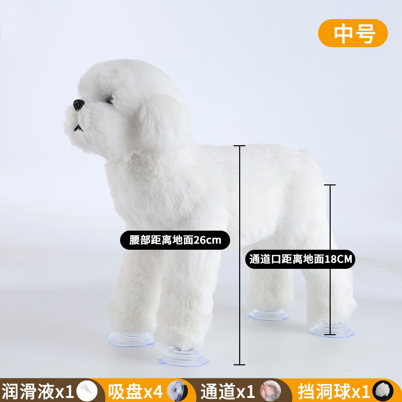 Bichon, ขาว, กลาง, ความสูงประตู18ซม
