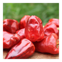Vente chaude usine de piment rouge sec naturel de haute qualité, vente en gros