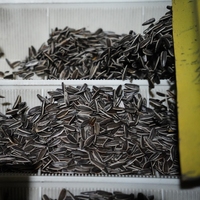 Graines de tournesol brutes séchées biologiques de qualité supérieure de Chine, 363, grande taille, haute plénitude