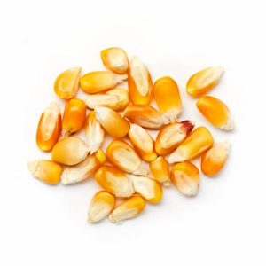 Maïs blanc Maïs 100% Maïs de qualité naturelle pour la consommation humaine et farine d'animaux de volaille Emballage personnalisé de haute qualité OEM - Product Image 3