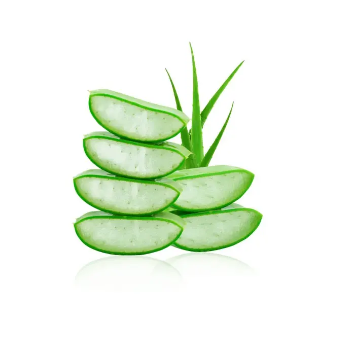 CHEAPEST PRICE Fresh Aloe vera Aloe vera herb plant good for health Reputable supplier in Vietnam